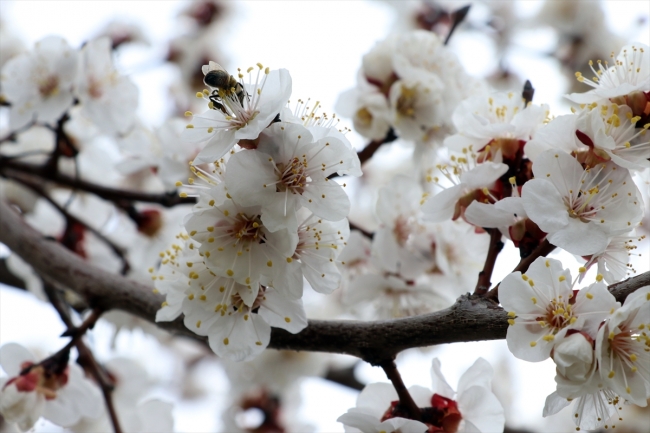 Çiçek açan kayısı bahçeleri büyülüyor